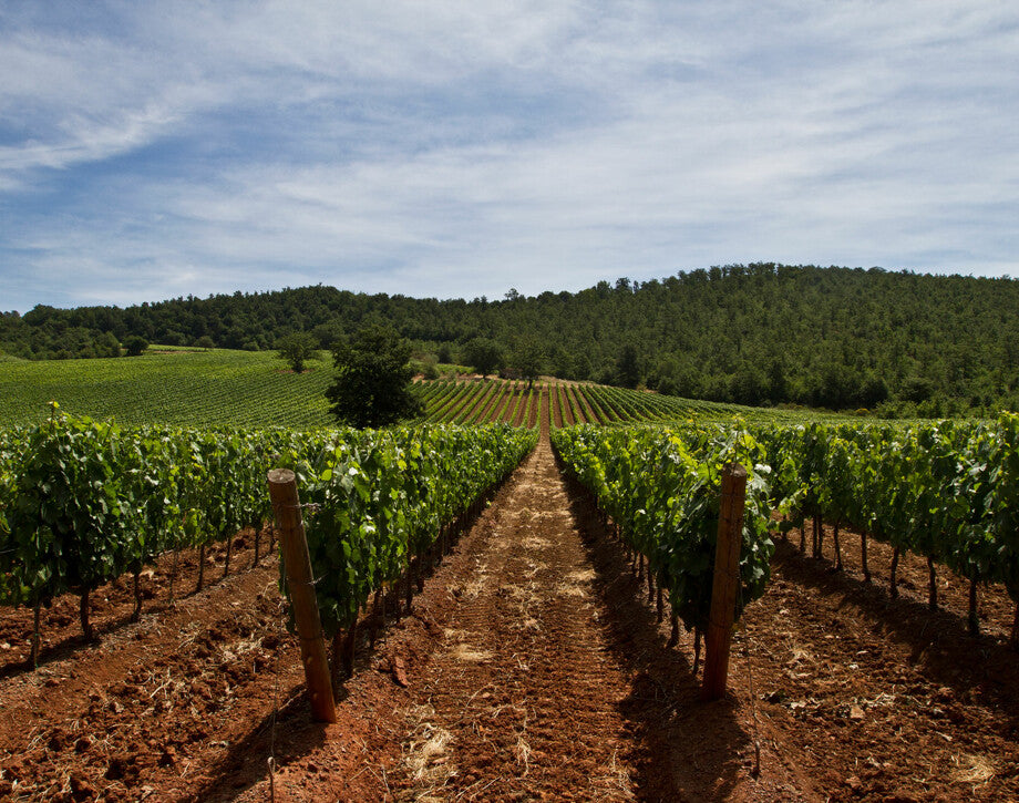 Tenuta Antinori Fattoria Aldrobrandesca - Degustazione di vino esclusiva (