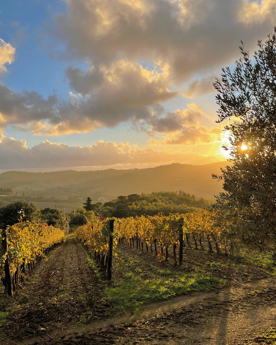 Querciabella - Degustazione di vino esclusiva