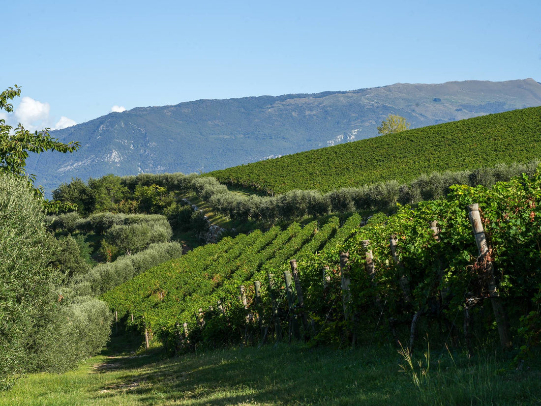 Zenato - Degustazione di vino esclusiva