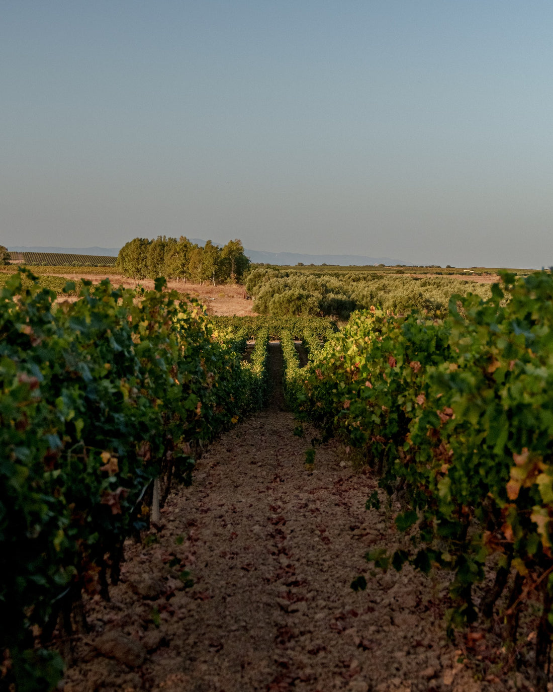 Argiolas - Degustazione di vino esclusiva