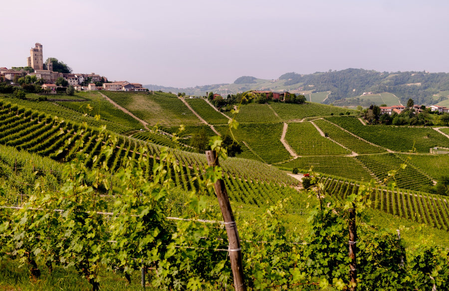 Vietti - Degustazione di vino esclusiva