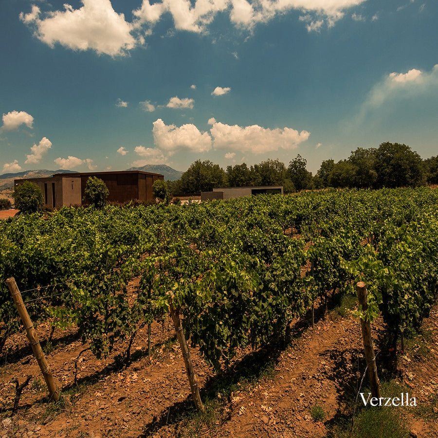 Cusumano - Degustazione di vino esclusiva