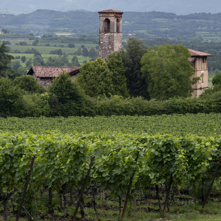 Bellavista - Degustazione di vino esclusiva