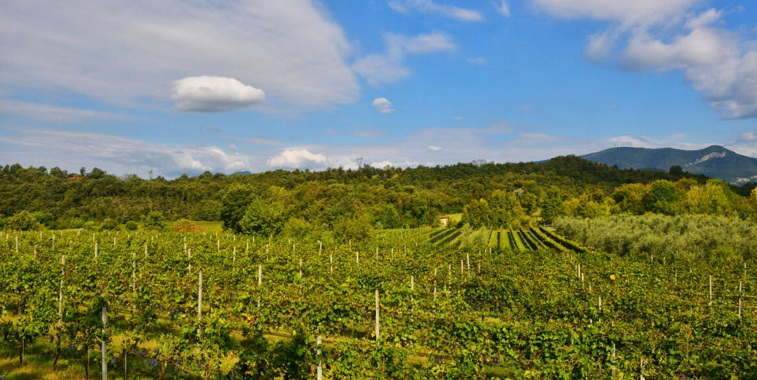 Podere dei Folli - La rivincità del Rosè - Veneto