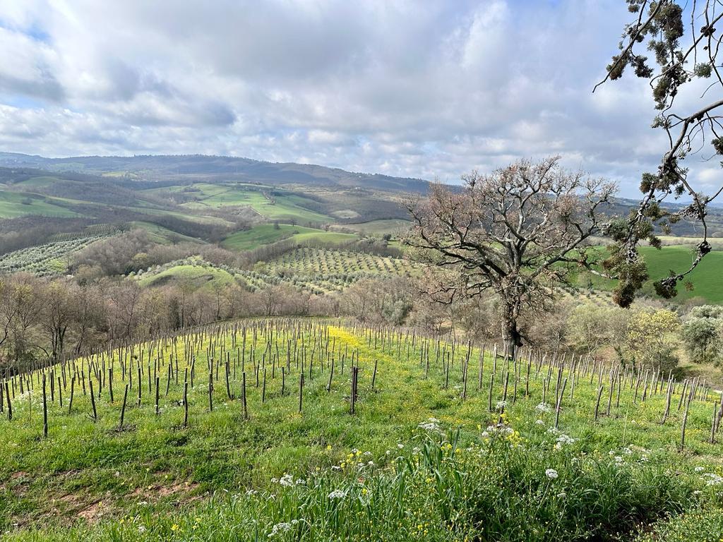 Fattoria La Maliosa - Picnic in vigna sotto la Grande Quercia - WINERIES