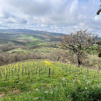 Fattoria La Maliosa - Picnic su Skydeck con vista a 360° - WINERIES