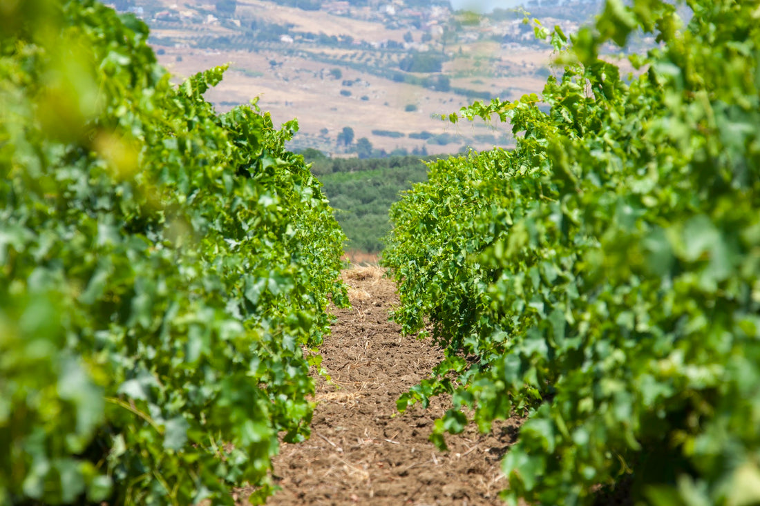 Baglio Ingardia - HALF WINE TASTING 3 vini