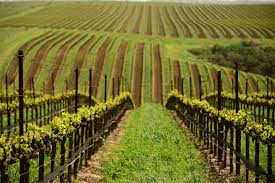 Soggiorno Luxury in Wine Resort - Toscana