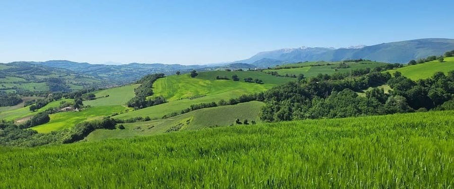 Terre di Serrapetrona - Vernaccia Nera di Serrapetrona Experience