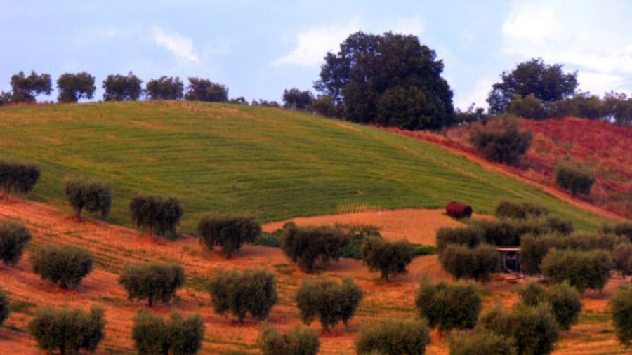 Colline Teatine - Tour 2 giorni - WINERIES