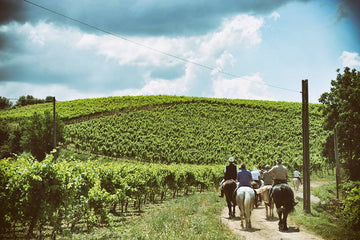 Marco carpineti - TERRA - Passeggiata a cavallo + visita delle cantine + degustazione