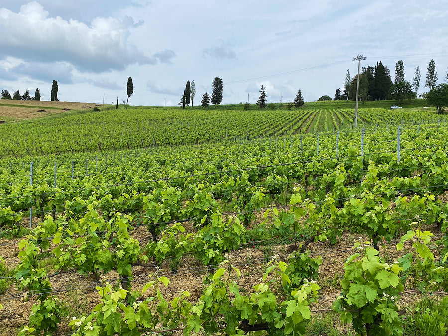 L'Agona - Questi siamo noi - WINERIES