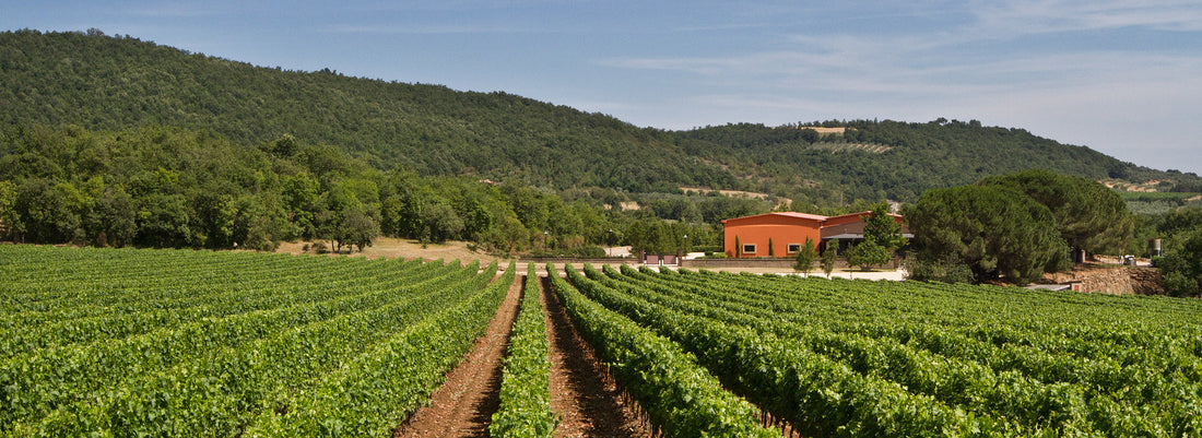 Tenuta Antinori Fattoria Aldrobrandesca - Degustazione di vino esclusiva (