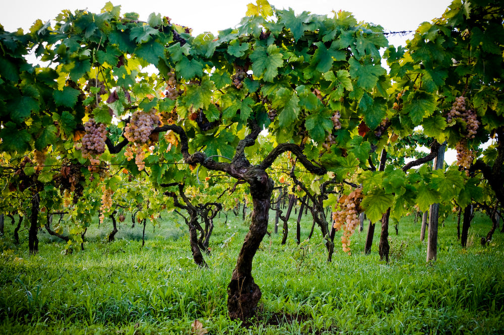 Casale Mattia - Degustazione 2 vini - Lazio