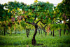 Casale Mattia - Degustazione 3 vini
