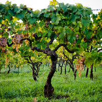 Casale Mattia - Pic nic nel vigneto - Lazio