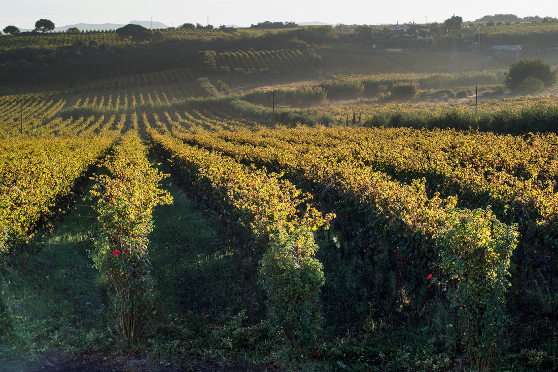De Sanctis - Degustazione 3 Vini Lazio De Sanctis