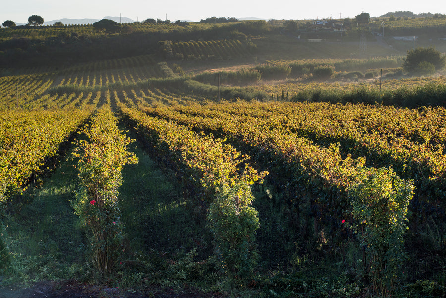 De Sanctis - Degustazione 3 Vini Lazio De Sanctis