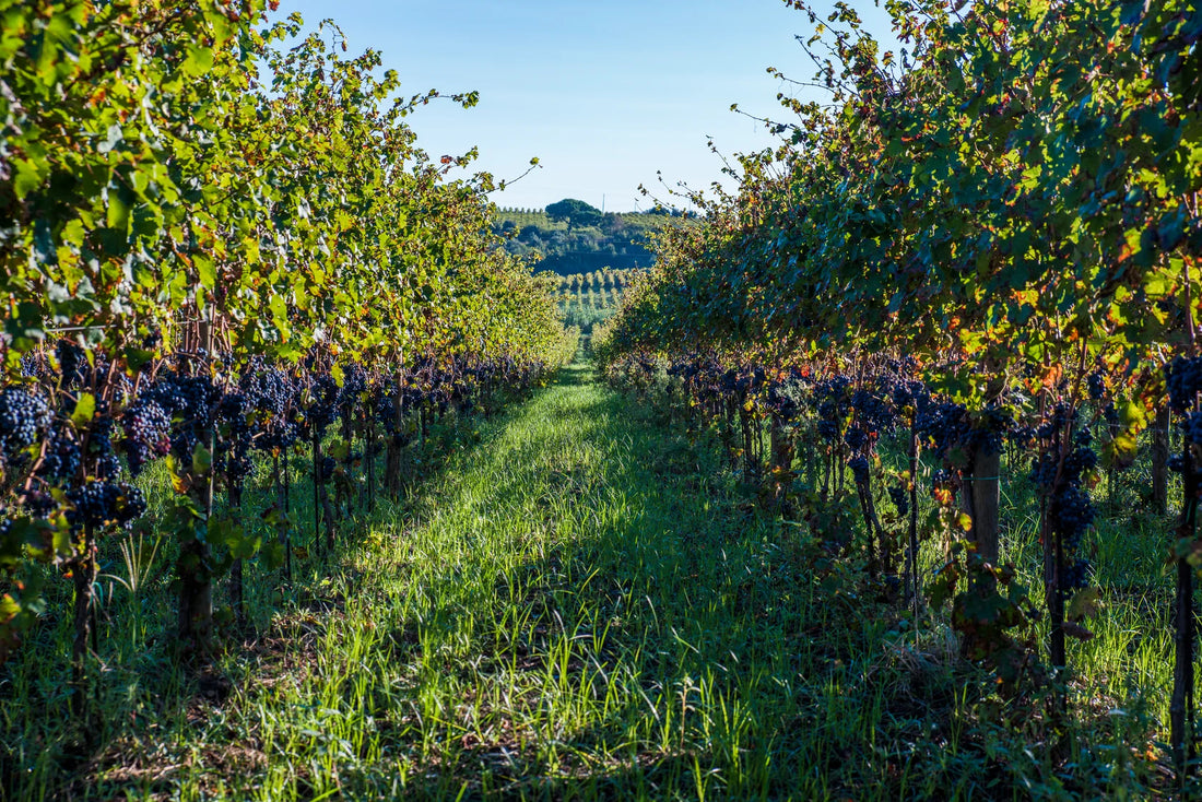 De Sanctis - Volo in elicottero e degustazione a Frascati