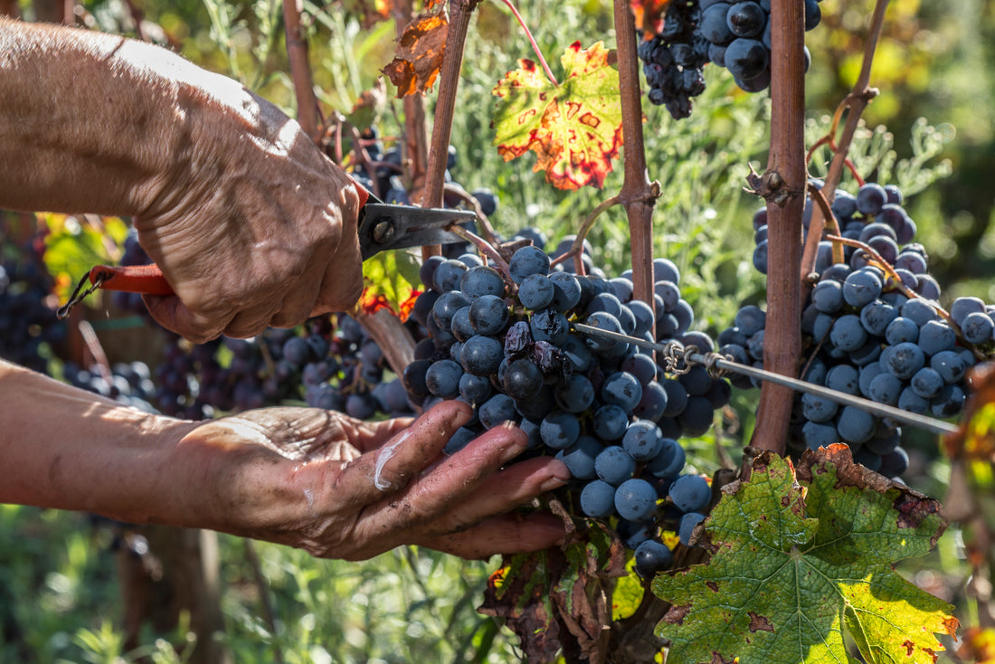 De Sanctis - Degustazione 3 Vini Lazio De Sanctis