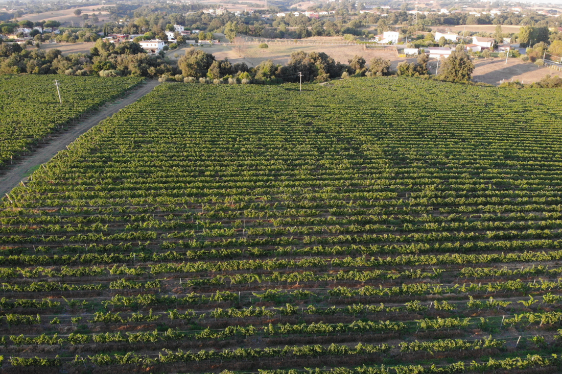 Amor vitae - Made in Lazio - WINERIES