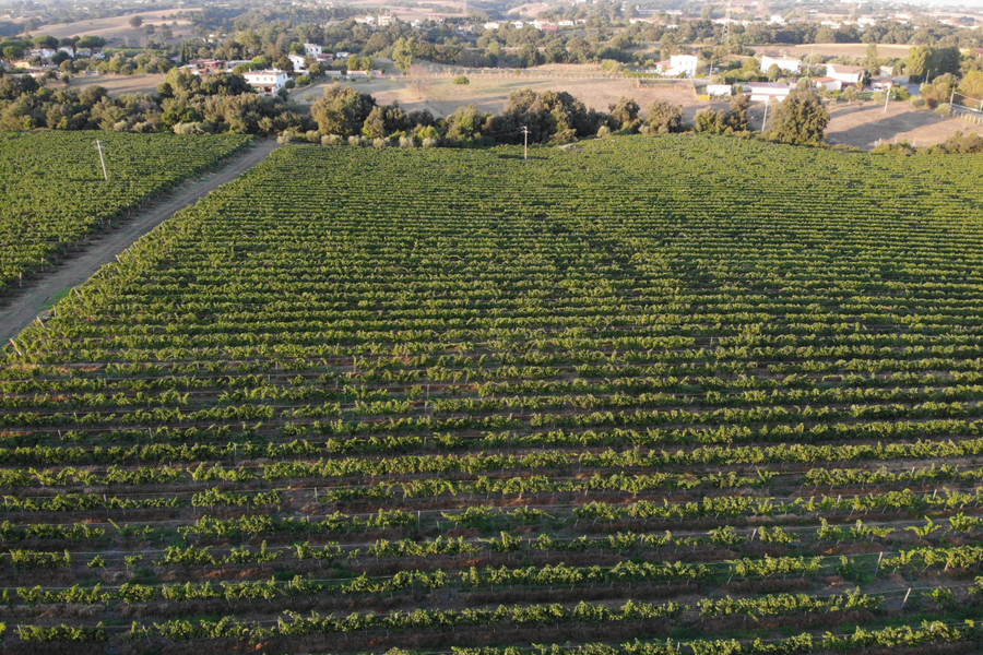 Amor vitae - Made in Lazio - WINERIES