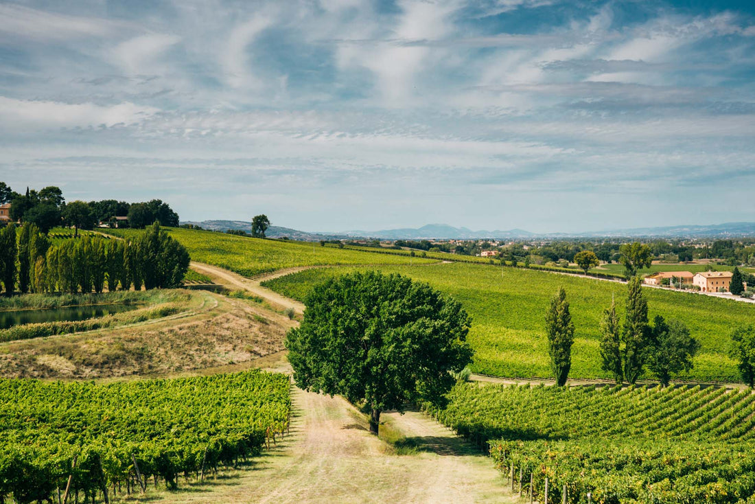 Arnaldo Caprai - MONTEFALCO LAND