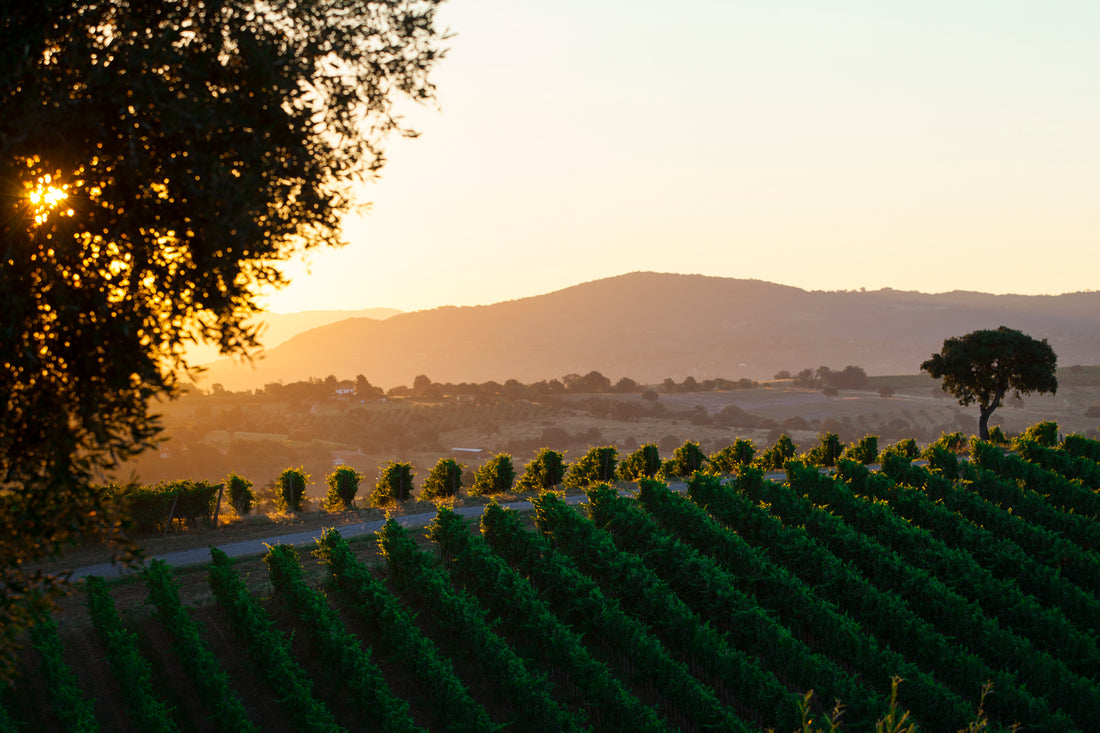 Mazzei Tenuta Belguardo - Degustazione di vino esclusiva