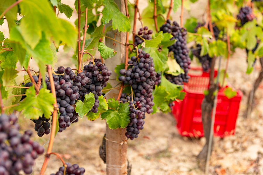 Cantina Bel Colle - Cru di Langa - Piemonte