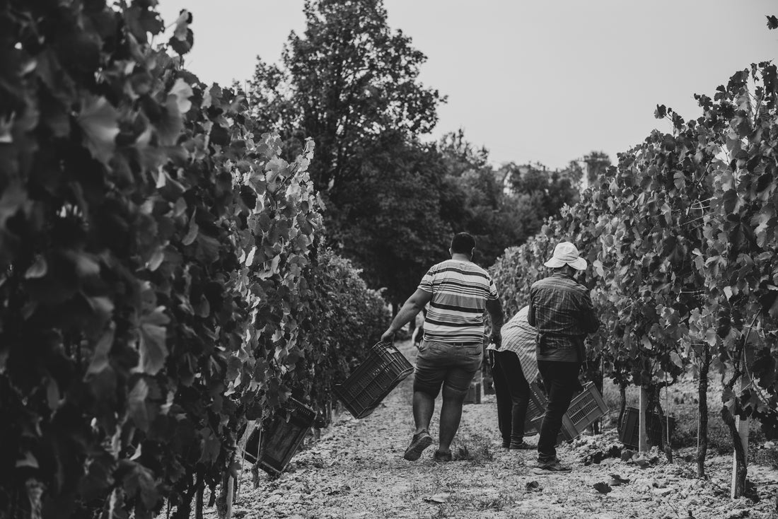 Cantina Bel Colle - Cru di Langa - Piemonte