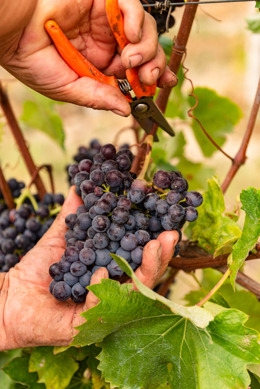 Cantina Bel Colle - Cru di Langa - Piemonte