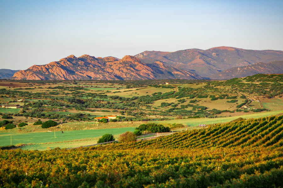 Cantina Gianluca De Addis - Tra Vigna e Cantina - WINERIES