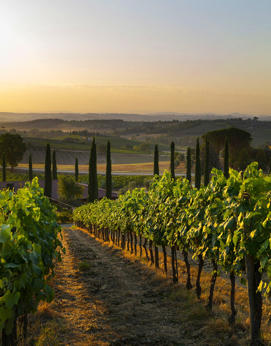 Frescobaldi Calimaia - Degustazione di vino esclusiva