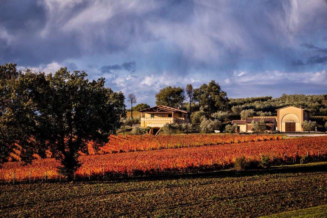 Cantina Perticaia - Wine Experience Classica - WINERIES