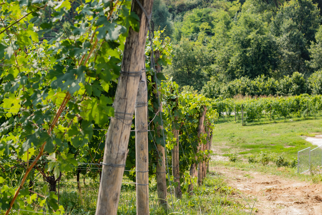 Poderi Moretti - Immersione in Langa e Roero - WINERIES