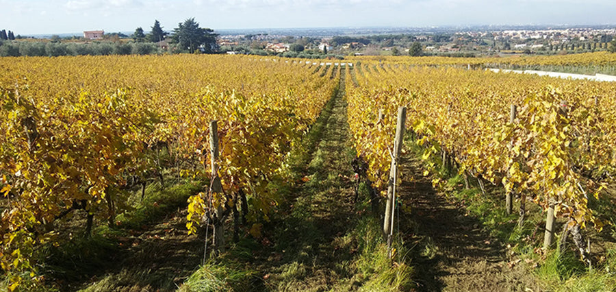 Castel de Paolis - Degustazione Campovecchio - WINERIES