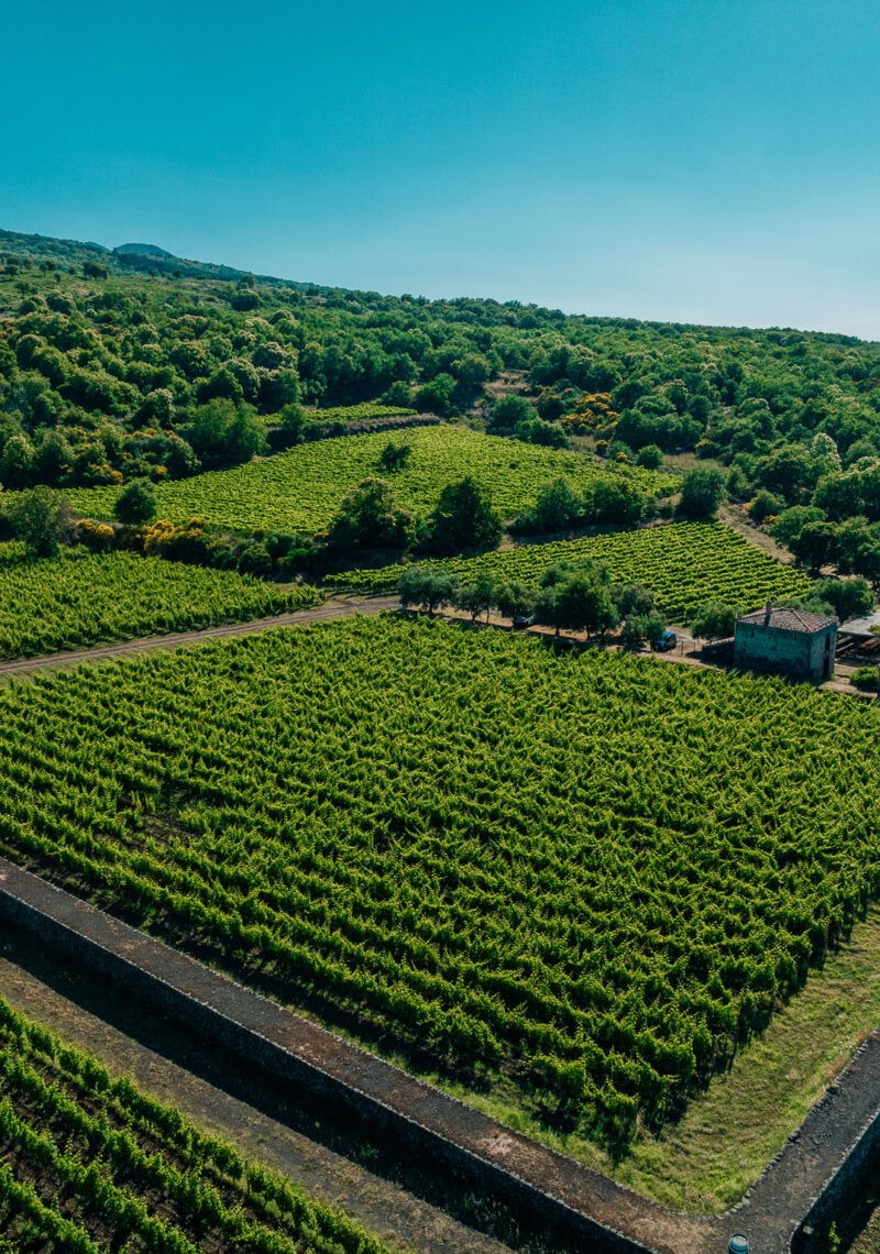 Planeta - Degustazione di vino esclusiva