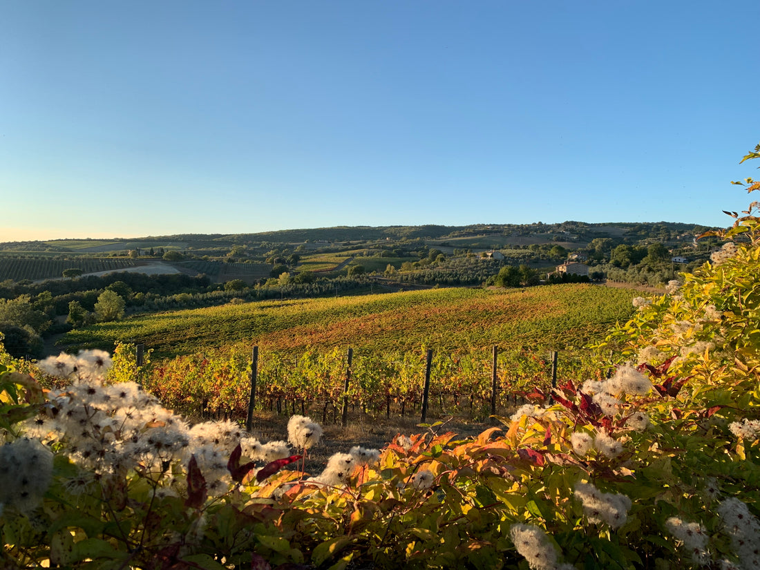 Castello di Corbara - I tesori del lago