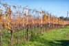 Eredi dei Papi - Degustazione 4 Vini con Light Lunch