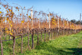Eredi dei Papi - Degustazione 4 Vini con Light Lunch