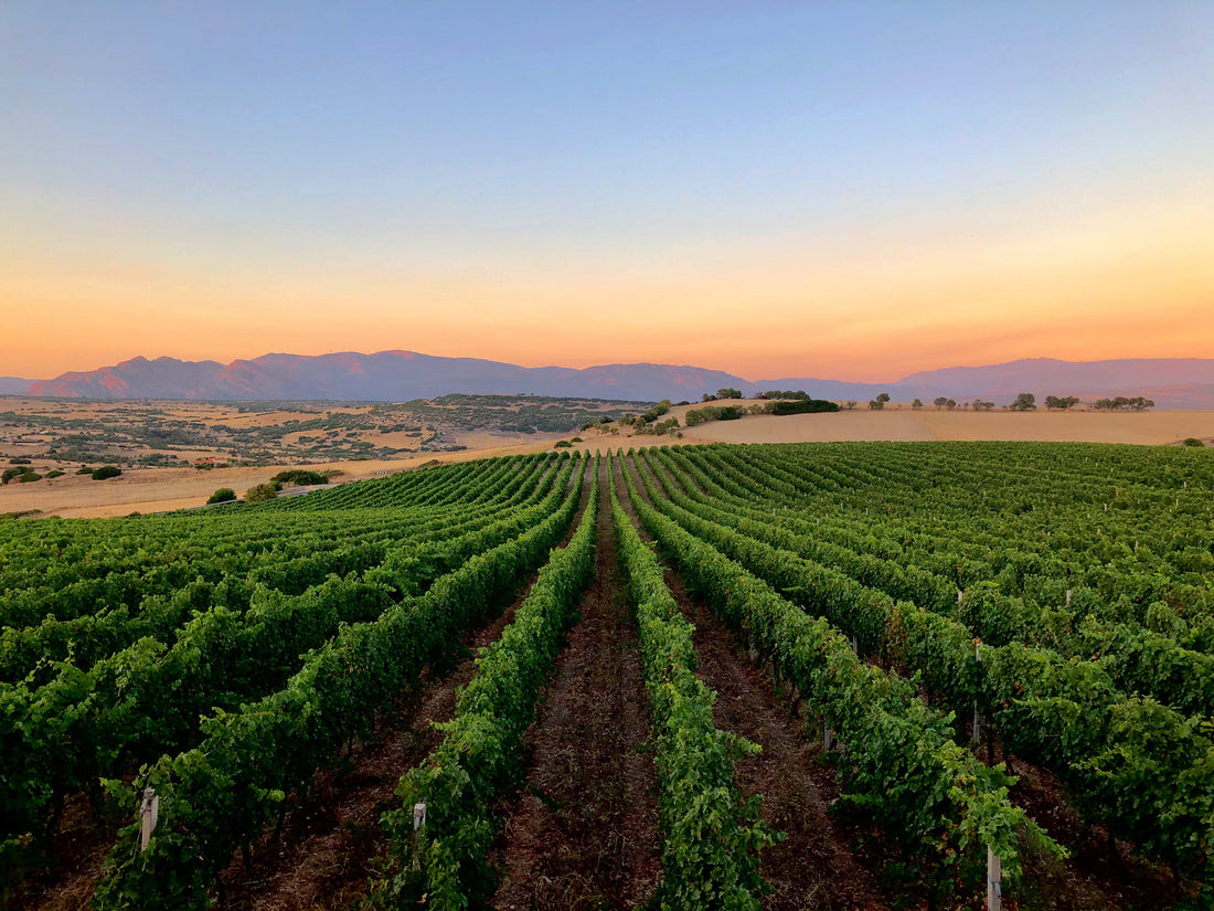 Cantina Gianluca De Addis - Experience Cantina Deaddis - WINERIES