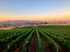 Cantina Gianluigi De Addis - Tra Vigna e Cantina