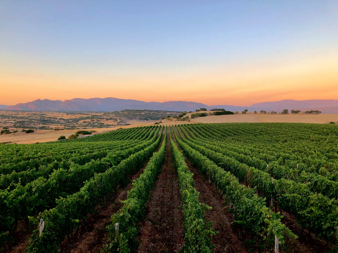 Cantina Gianluca De Addis - Tra Vigna e Cantina - WINERIES