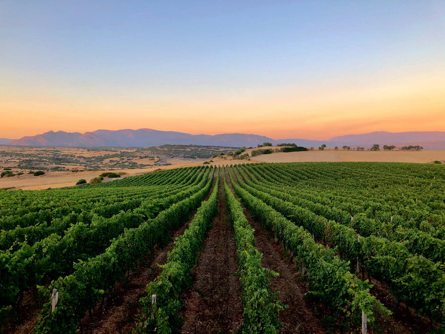 Cantina Gianluca De Addis - Tra Vigna e Cantina - WINERIES