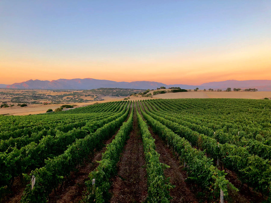 Cantina Gianluca De Addis - Experience Cantina Deaddis - WINERIES