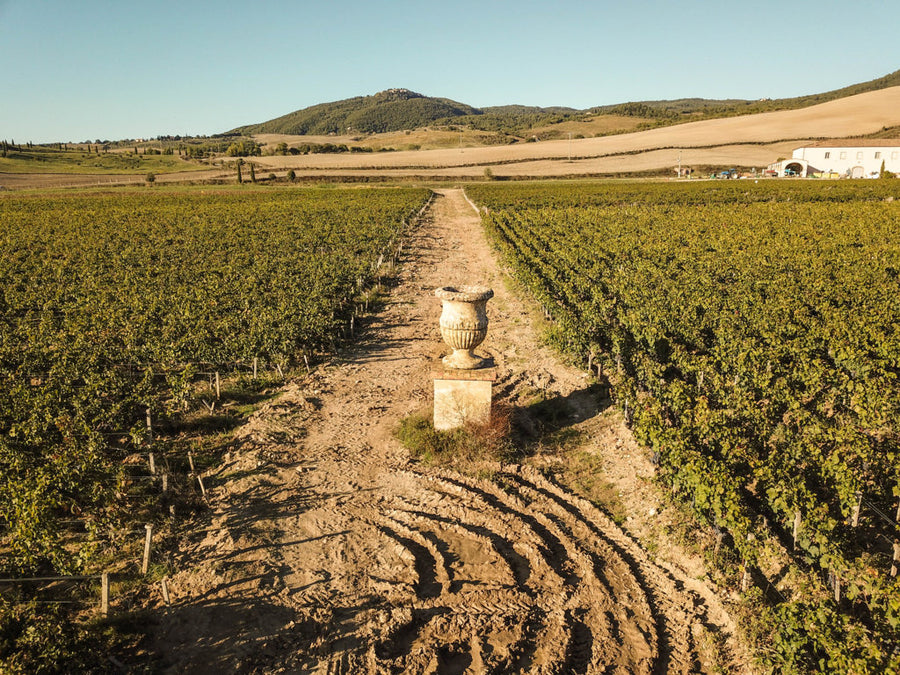 Tenuta di trinoro - Degustazione di vino esclusiva