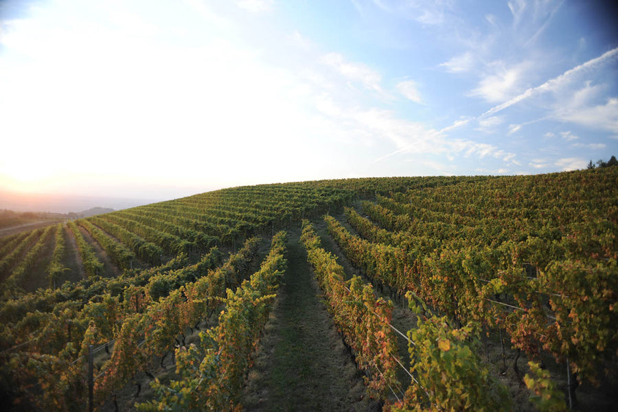 Dosio Vigneti - Il Barolo si svela