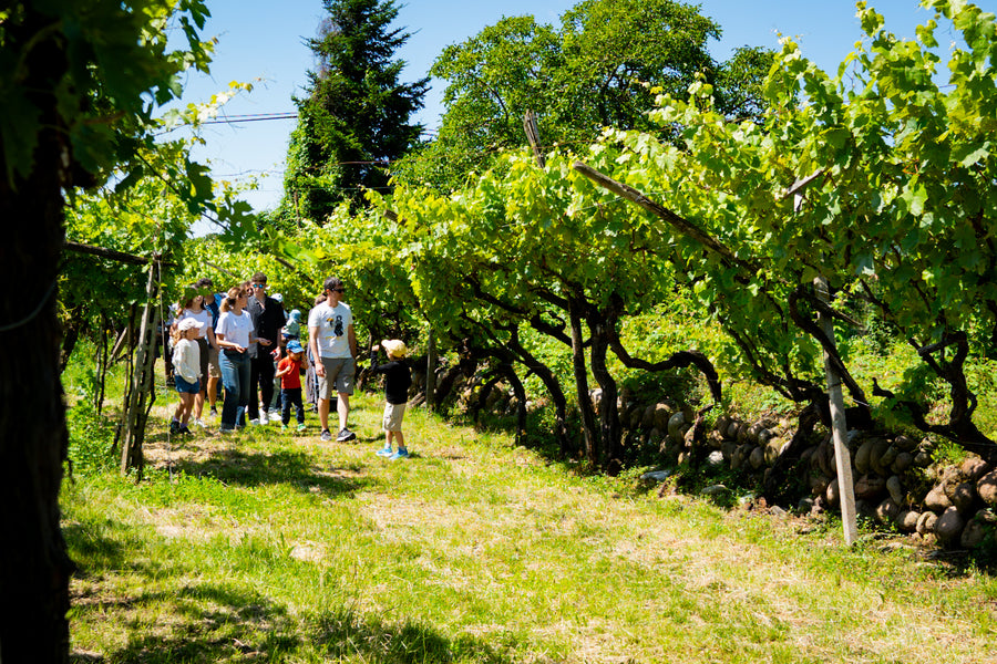 Az. Agricola Gianluca Fugolo - Degustazione "Viaggio in Valpolicella"