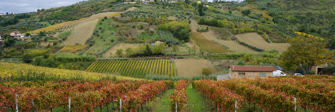 Colline del Ducato - Tour 2 giorni - WINERIES