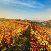 Cantina Moscone - Pic Nic in vigna - Piemonte